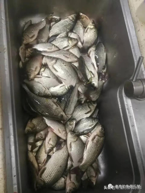 沭河酣戰,魚獲滿滿 沭河酣戰,魚獲滿滿