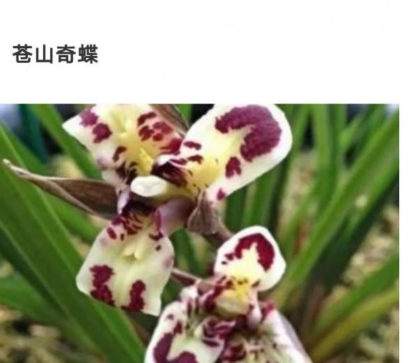 為什麼很多人養花養不活