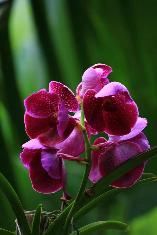 《百花集》（二百六十七）