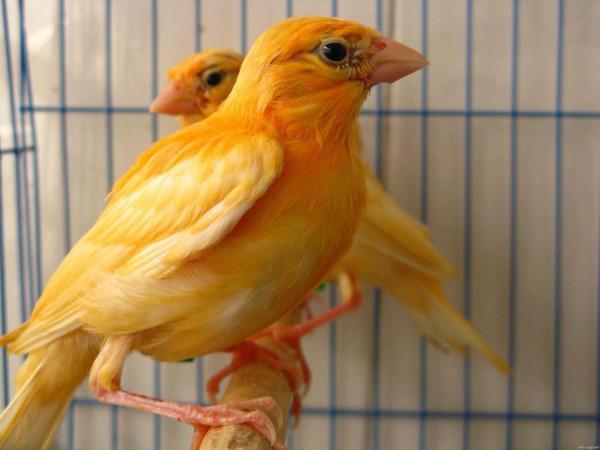 分享圖片&mdash;&mdash;美麗的金絲雀集錦