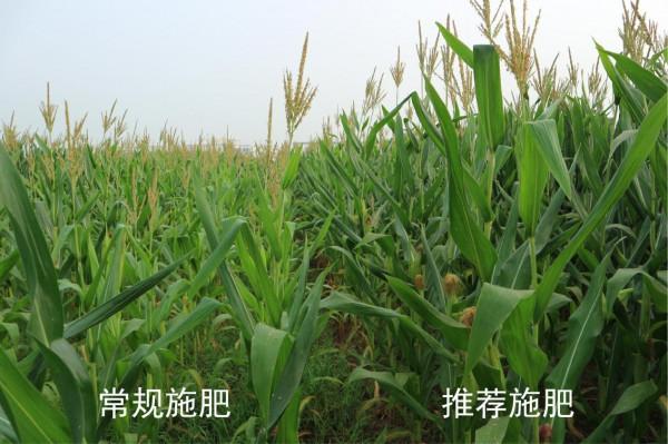 【國家獎】創新養分高效利用技術 保障農業綠色發展