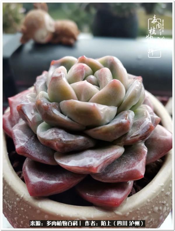 北向陽臺補光燈養多肉的那些事兒