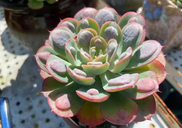 一年一度曬秋時,一年一度曬肉時 一年一度曬秋時,一年一度曬肉時