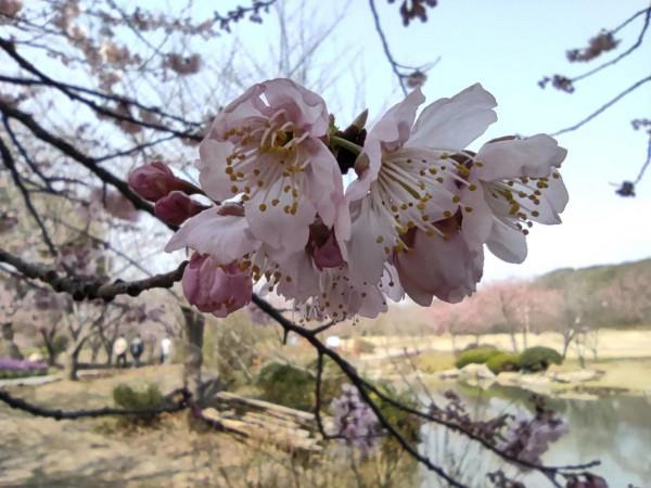 黿頭渚櫻花先睹為快