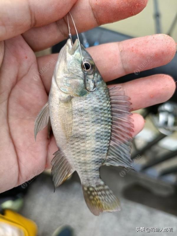 歷經一番驚險刺激的操作，小鉤成功博大魚一條……