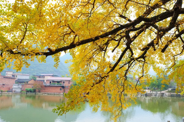 這裡才是銀杏的海洋，2021年廣西銀杏觀賞全攻略