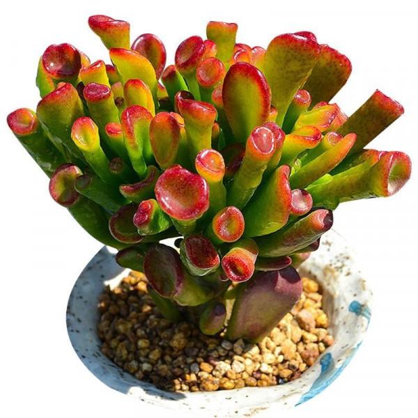 &OpenCurlyDoubleQuote;客廳養樹，十有九富&rdquo;，花友：不是迷信，是老祖先的經驗