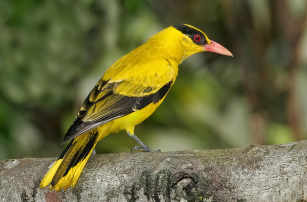 青黃兩種鳥，都是山間的精靈，誰更符合你的審美觀？
