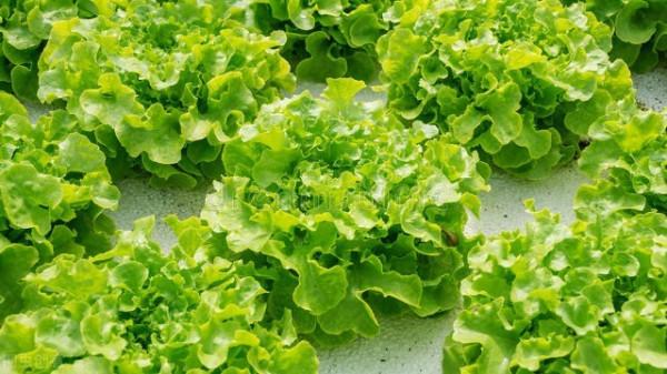 既能控旺又能防病的殺菌劑，效果比戊唑醇好不少，種植戶不能錯過