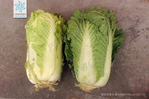 【提示】白菜究竟是什麼菜?西蘭花是不是花?十字花科瞭解一下 【提示】白菜究竟是什麼菜?西蘭花是不是花?十字花科瞭解一下