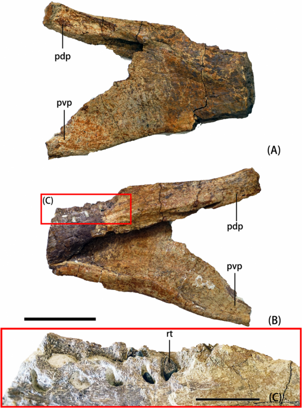 在一個飄著冷麵和烤肉香的地方,找到了亞洲第一塊腕龍化石! 在一個飄著冷麵和烤肉香的地方,找到了亞洲第一塊腕龍化石!