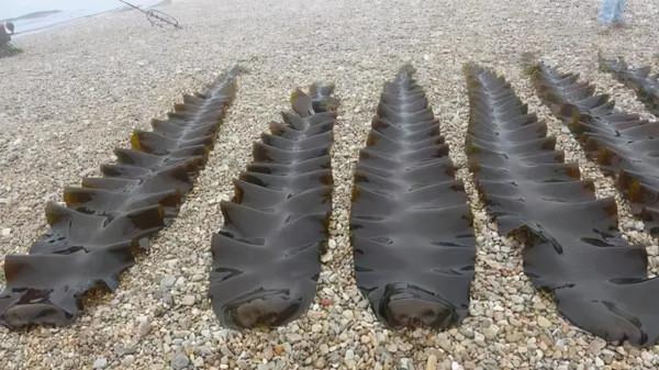 中科院,相繼突破2項技術,從太空衛星到雜交制種 中科院,相繼突破2項技術,從太空衛星到雜交制種