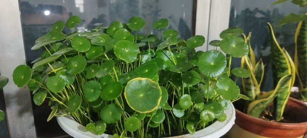 4種帶“錢”的植物，在家養招財旺運，關鍵是太好養