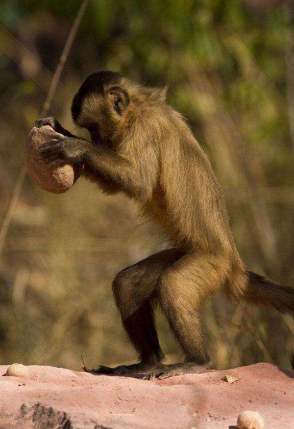 巴拿馬猴群進入“石器時代”，雌雄分工明確，恐會進化為新人類？