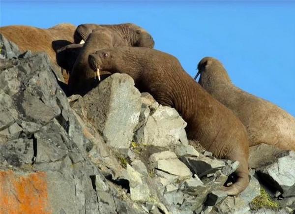 海象在水裡和陸上是兩種生物，主要原因是“視力差”？