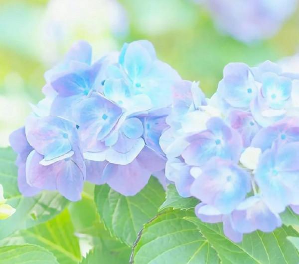 「周運」2021.12.06-2021.12.12十二星座一週運勢（上）