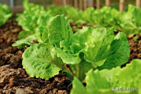 立冬後趕緊種植這三種蔬菜，冬天必備效益還高，附加高產種植技巧