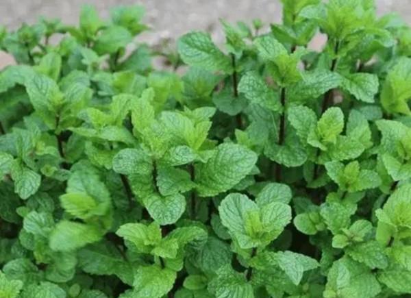 5種觀賞植物別地栽，繁殖能力太強，容易氾濫，不好清理