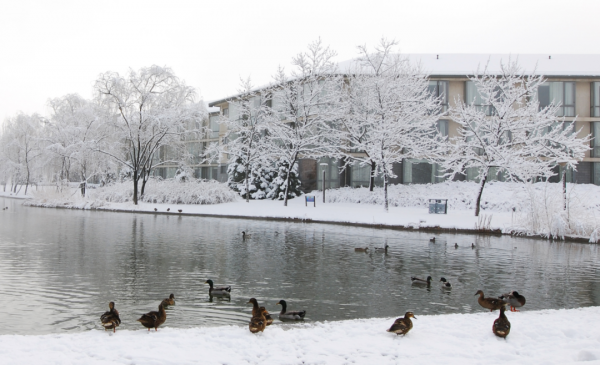 快來看，蘇家坨鎮的雪景美出了圈！