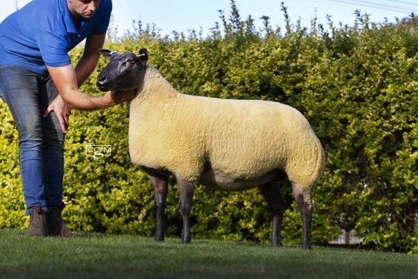 長相醜陋的羊，卻生產極高品質的羊毛，除了法國，各國都搶著進口
