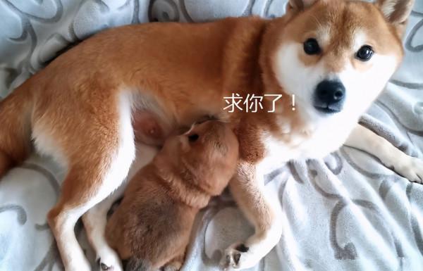 主人想要將幼崽賣掉,柴犬緊緊抱著不肯撒手:別再賣了可以嗎 主人想要將幼崽賣掉,柴犬緊緊抱著不肯撒手:別再賣了可以嗎