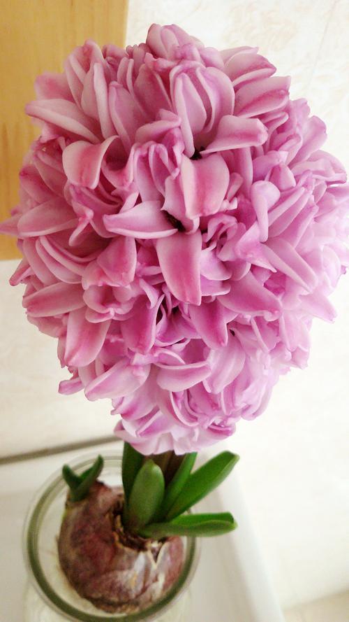 冬季養一盆風信子，學會養護方法和技巧，讓風信子如期開花