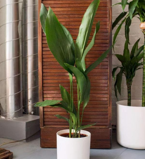 嫌廁所“臭味濃”不衛生，不如養一些“吸臭植物”，能輕鬆解決