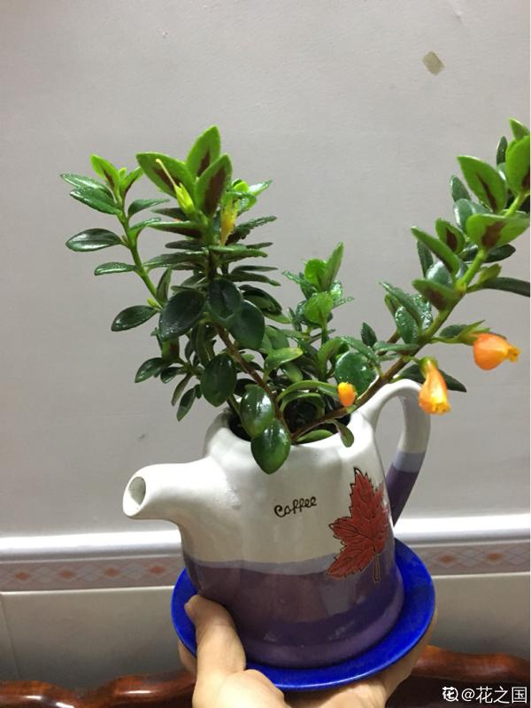 誰說養花只能用花盆！水壺易拉罐都是寶，能插葉子就能養花