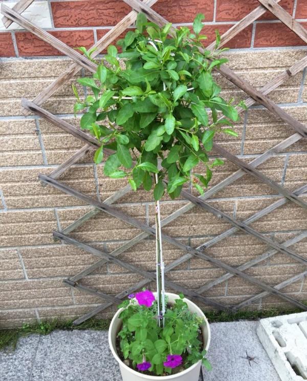 可養成“棒棒糖”的三種花，花期長花朵多造型美，養眼大氣不平庸