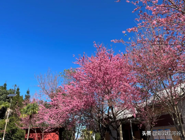 美美美!撒瑪壩冬櫻花唯美綻放 賞櫻正當時 美美美!撒瑪壩冬櫻花唯美綻放 賞櫻正當時