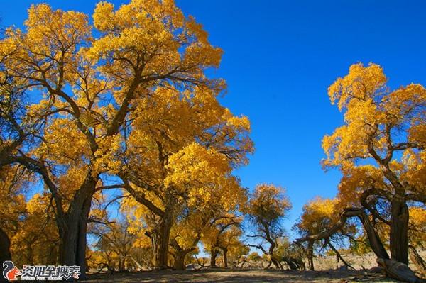 邂逅醉美金秋胡楊林