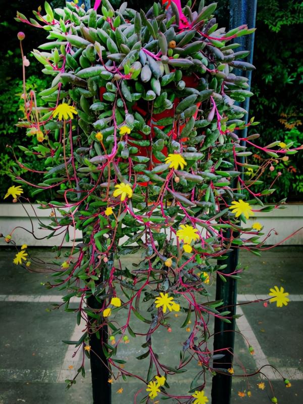 人養花,花亦養人!家居盆花20種,漂亮又實用,總有一款你喜歡 人養花,花亦養人!家居盆花20種,漂亮又實用,總有一款你喜歡