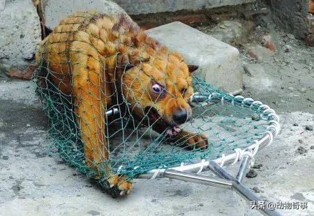 鬼精的流浪狗毛蛋的故事 鬼精的流浪狗毛蛋的故事