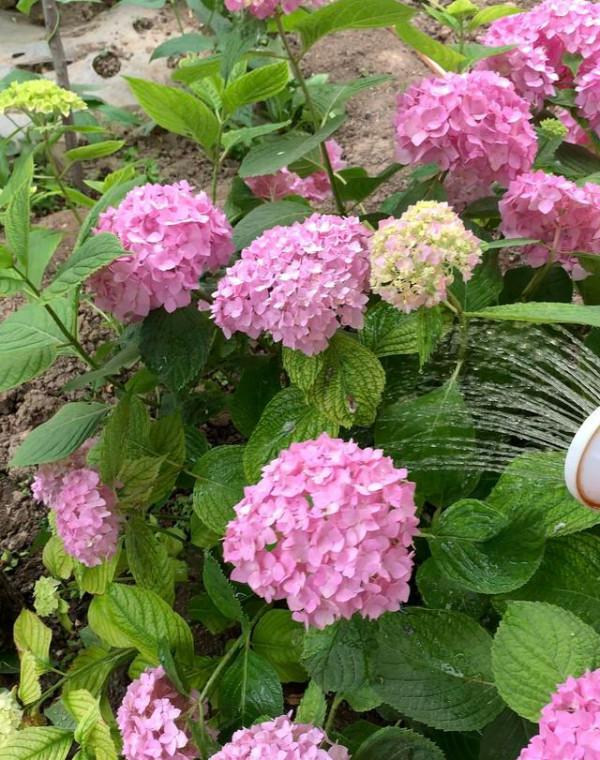 8種花是&OpenCurlyDoubleQuote;醋罈子&rdquo;，半月一杯醋，不黃葉，花開爆