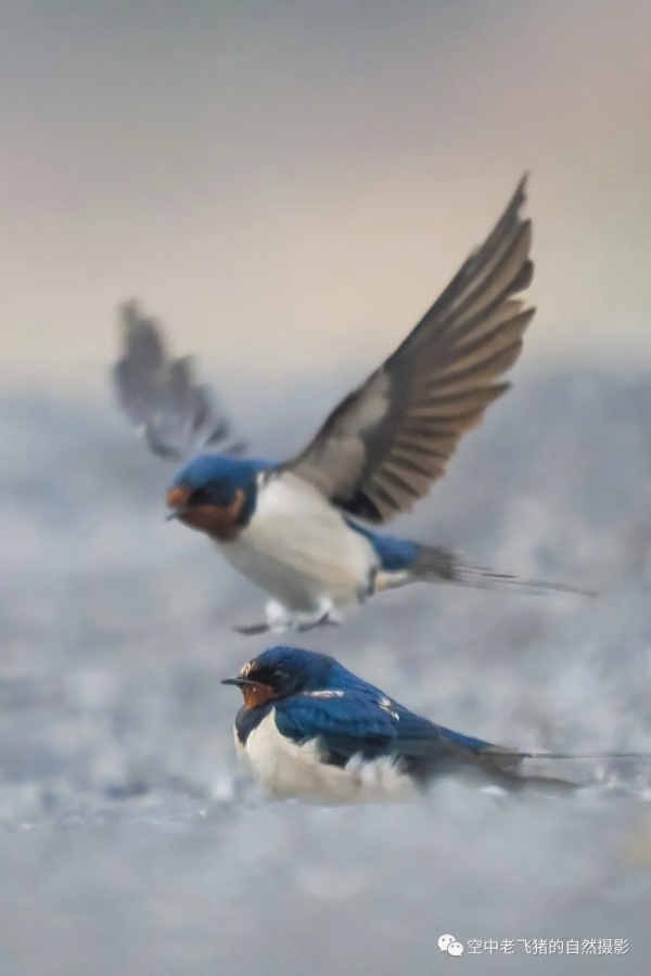 一劍封喉——新機OM-1拍鳥深度測評