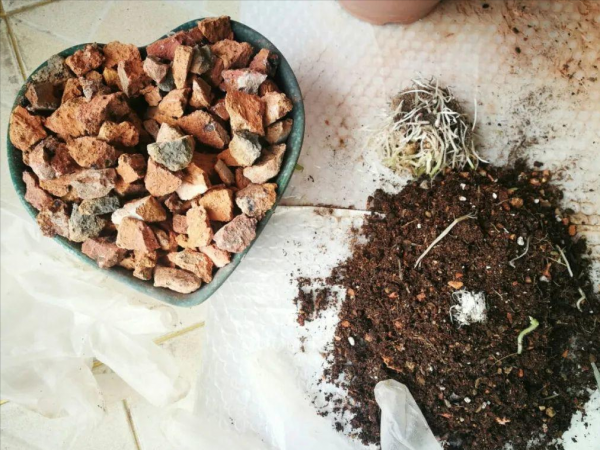 花盆裡加點“小廢物”，養花十年不換盆，根系舒服，開花更壯