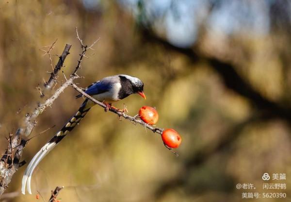 不為雞犬是戰狼，但看紅嘴藍鴉鵲