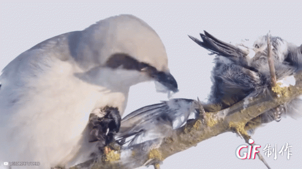紀錄片:鳥類相食,大鳥吃小鳥 紀錄片:鳥類相食,大鳥吃小鳥