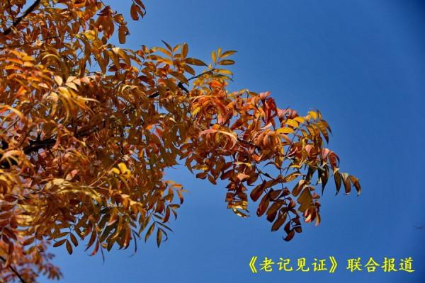 辛丑牛落葉寒歲催闌珊 送別深秋拍紅葉