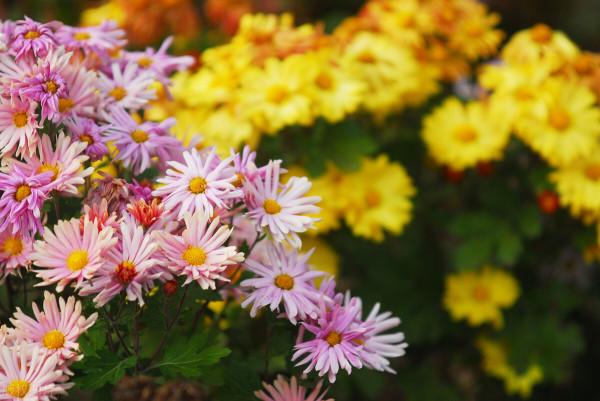 秋花好評排行榜出爐:月季沒上榜,三角梅跌出前三 秋花好評排行榜出爐:月季沒上榜,三角梅跌出前三