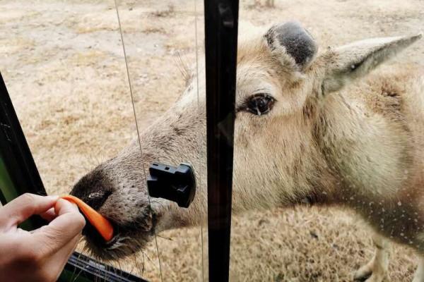 沿著鹽城海堤尋鹿