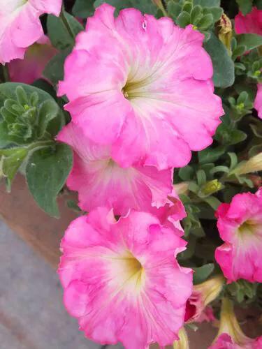 花壇皇后矮牽牛，五彩斑斕飲露秋