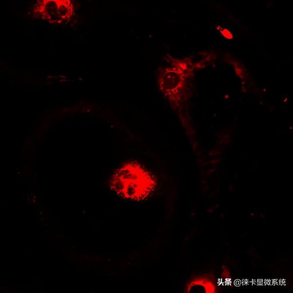 活細胞成像簡介 活細胞成像簡介