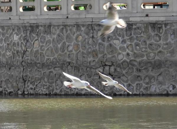 冀州區魚市北河上上演著一場精彩的表演