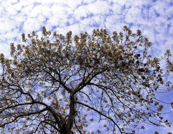 古詩詞裡的“梧桐”竟被我“誤解”了三十多年 古詩詞裡的“梧桐”竟被我“誤解”了三十多年