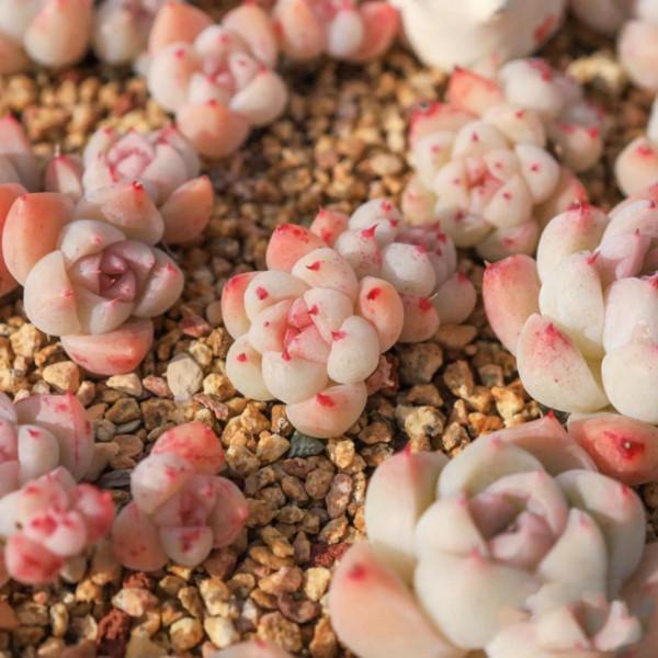 看了就想抱回家的多肉