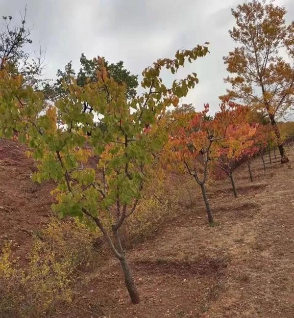 原創 | 秋日的私語-III故事集錦