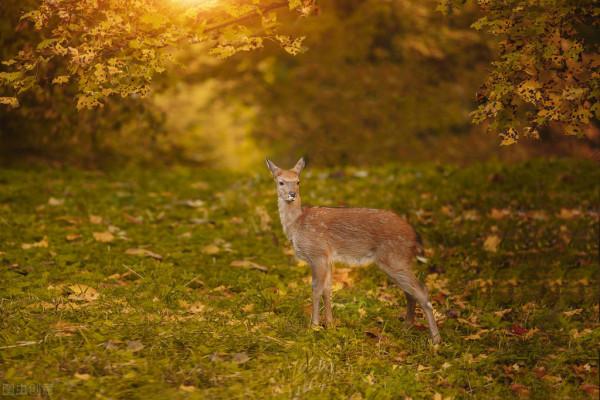 松林邊的美鹿七絕