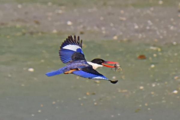 一組藍翠鳥 一組藍翠鳥