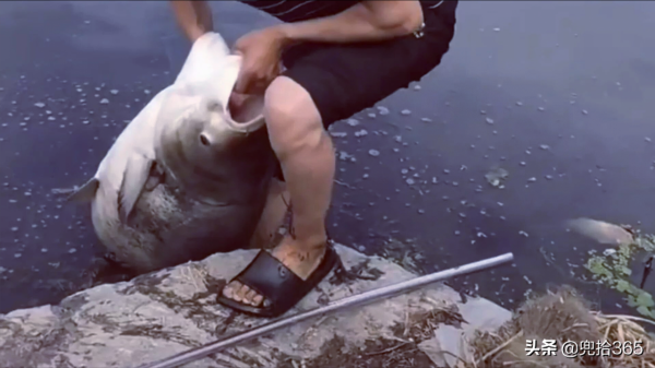 男子釣魚意外收穫鰱鱅王,路人幫忙才拉起來,網友:趕緊去買彩票 男子釣魚意外收穫鰱鱅王,路人幫忙才拉起來,網友:趕緊去買彩票